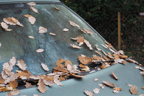 istock Foliage lies on a windshield of a car, 1133350180