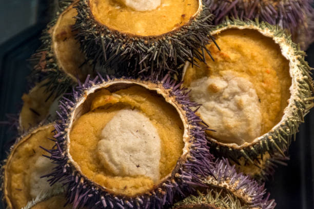 istock Close up, sea urchin stuffed tapa 1133351464