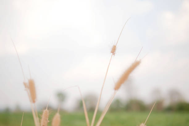 Dry grass flowers in the green nature. Select focus and blurred background.