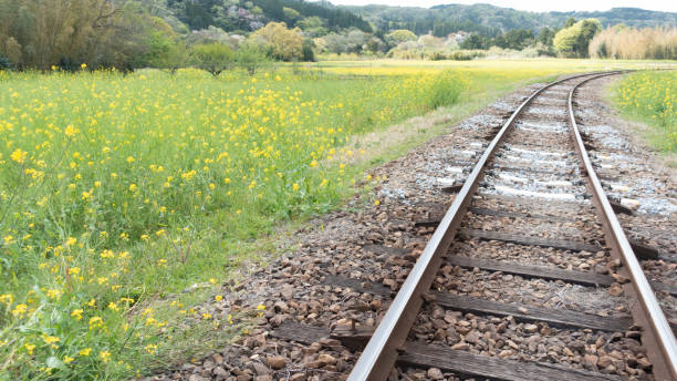 istock Rapeseed (Canola flower) by the railway track. 1133354462