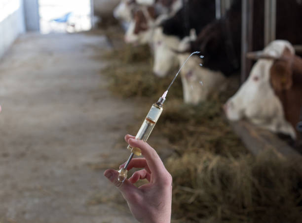 istock Veterinarian with vaccination in front of cows 1133354635