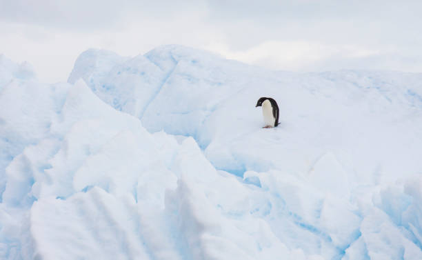 istock adelie penguin on an iceberg 1133354837