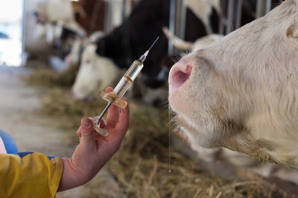istock Veterinarian with vaccination in front of cows 1133354923
