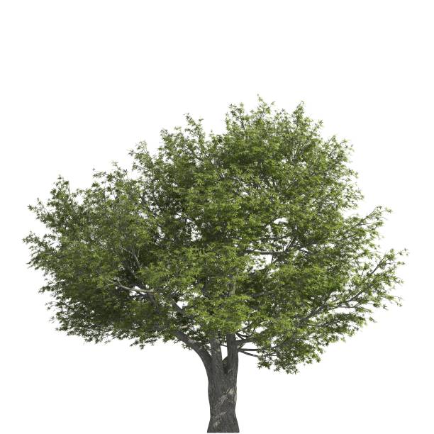 istock Tree 3d illustration isolated on the white background 1133355112