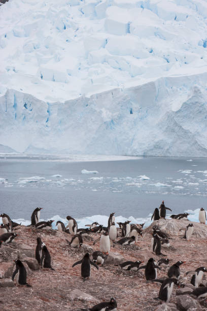 istock gentoo penguin nesting ground in Antarctica 1133355130