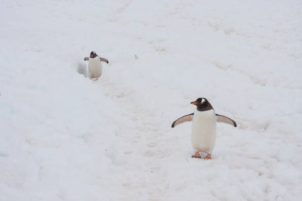 istock gentoo penguins in antarctic peninsula 1133355769