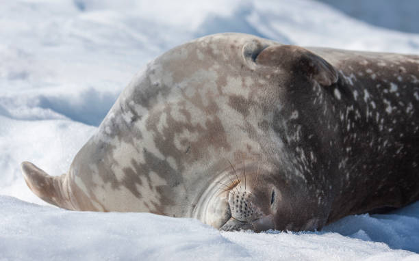 istock sleeping weddell seal in antarctic peninsula 1133357438