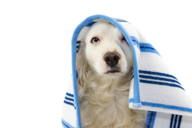 istock CUTE DOG BATHING. MIXED-BREED PUPPY WRAPPED WITH A BLUE COLORED TOWEL. ISOLATED STUDIO SHOT ON WHITE BACKGROUND. 1133358575