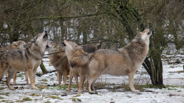 Pack of grey wolves howling. Includes Audio.