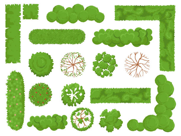 トップビューの木と茂み。フォレストツリー, グリーンパークブッシュと植物マップ要素は、孤立したベクトルセットの上から見ます - 草原点のイラスト素材／クリップアート素材／マンガ素材／アイコン素材