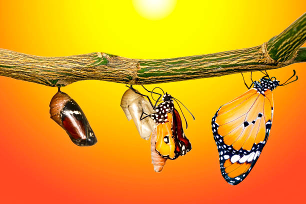 amazing moment ,monarch butterfly, pupae and cocoons are suspended. concept transformation of butterfly - metamorphism imagens e fotografias de stock