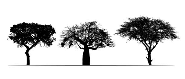 zestaw realistycznych sylwetek afrykańskich drzew safari, akacji i baobabu. izolowane na białym tle - wektor - baobab stock illustrations