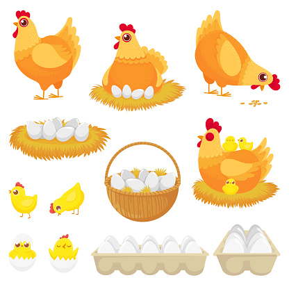 Chicken eggs. Hen farm egg, nest and tray of chickens eggs. Chick child, hens character easter mascot and egg box. Cartoon vector illustration isolated icons set