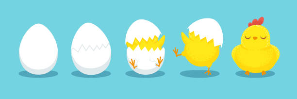 wylęganie kurczaka. pęknięte jajko piskląt, jaja wylęgowe i wyklute pisklęta wielkanocne ilustracja wektorowa - chicken eggs animal egg cartoon stock illustrations