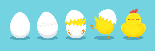 Chicken hatching. Cracked chick egg, hatch eggs and hatched easter chicks cartoon vector illustration Chicken hatching. Cracked chick egg, hatch eggs and hatched easter chicks. Cracks egg and easter mascot chicken. Newborn bird cartoon vector illustration egg stock illustrations