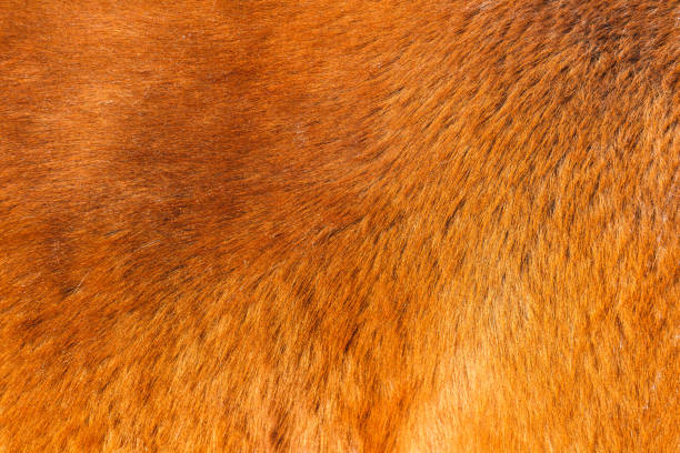 太陽の下での赤い馬の毛皮の質感 - fur cow cattle textur ストックフォトと画像