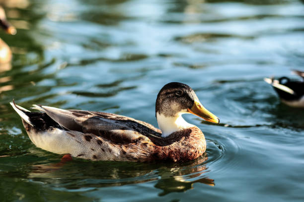istock Duck swimming in the water 1133362848