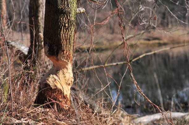 istock Tree cut by eurasian beaver or European beaver 1133363936