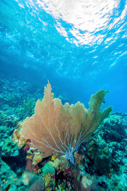 istock Sea fan underwater Bonaire 1133364134