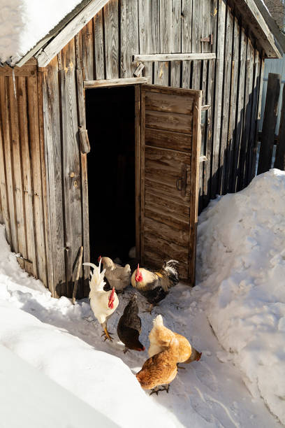 Hens beside wooden henhouse at winter day The Hens beside wooden henhouse at winter solar day. Cocks observe as hens peck wheat on snow winter chicken coop stock pictures, royalty-free photos & images