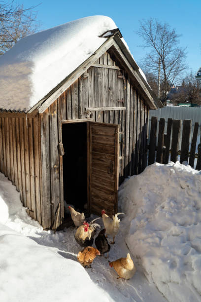 Hens beside wooden henhouse at winter day Hens beside wooden henhouse at winter day on background blue sky winter chicken coop stock pictures, royalty-free photos & images