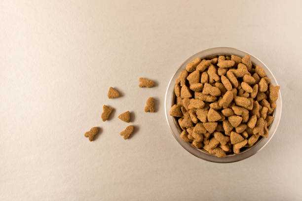 istock Bowl with dog food on a light background . Close up. 1133365306