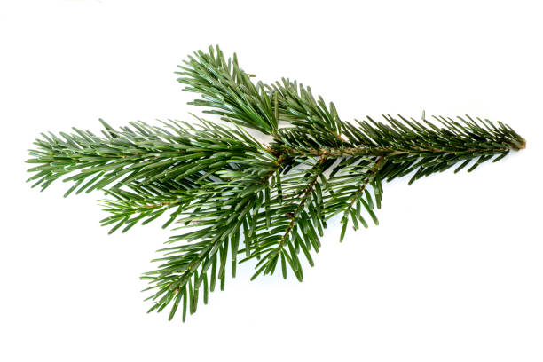 fir branch isolated on white background - fir branch imagens e fotografias de stock