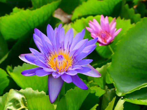 ロータス・フラワー・ランカ - lily nature flower macro ストックフォトと画像