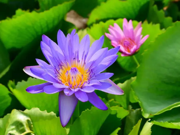 Photo of Lotus flower Lanka