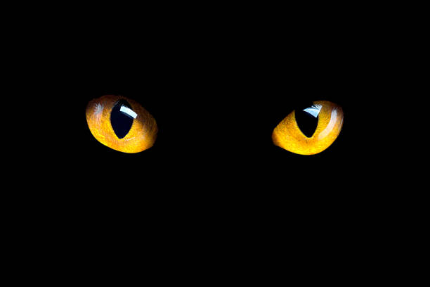 istock Orange cat eyes glow in the dark on a black background. 1133365453