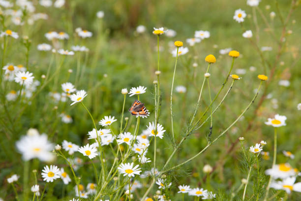istock Butterfly on the chamomile in the summer. 1133366652