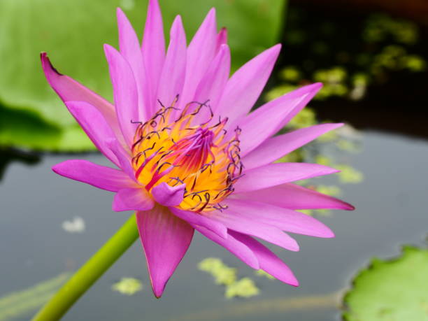 istock Close-up lotus flower 1133366747