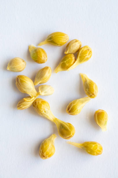 istock Orange fruit seeds on white background, Close up shot 1133366839