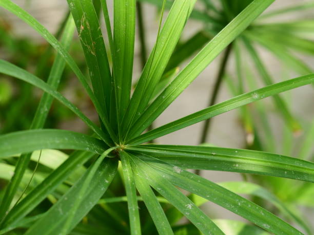 istock Papyrus green plants in nature 1133367686