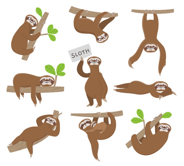 Sloth Lười Động Vật Con Dễ Thương Treo Trên Cành Cây Của Rừng Nhiệt Đới  Nhân Vật Vector Hài Hước Hình minh họa Sẵn có - Tải xuống Hình ảnh Ngay bây