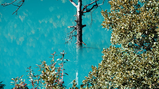 Small tree sapling growing in the lake with a beautiful reflections of cumulus clouds