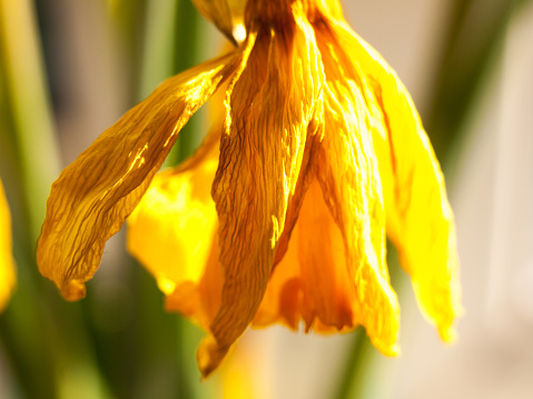 close up of yellow dried daffodil flower leaf sun; essex; england; uk