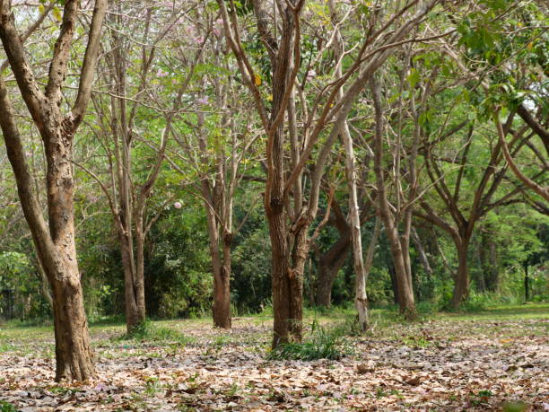 istock Public park with trees and garden 1133369595