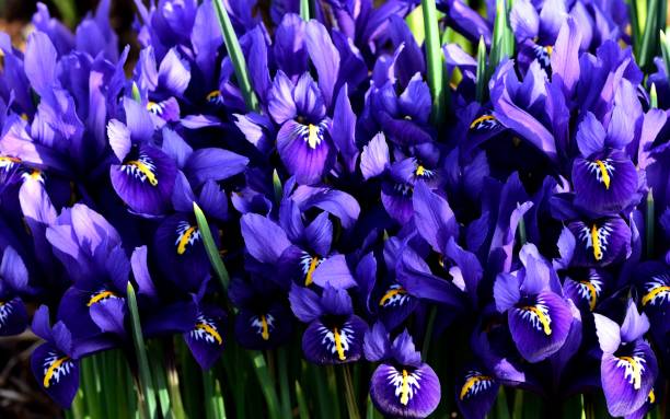 istock A clump of Iris Reticulata in closeup. 1133369660