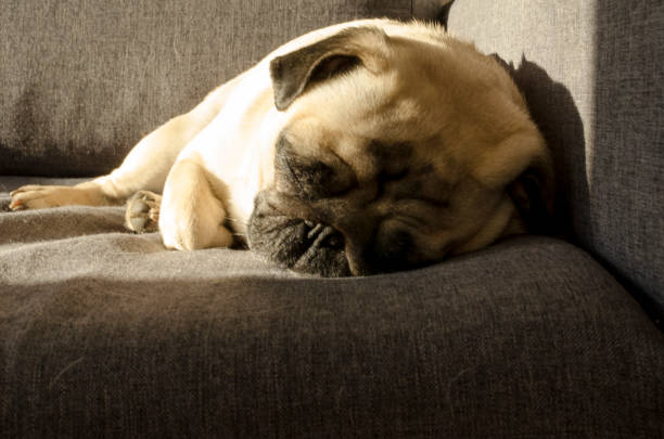 istock Cute small dog breed pug sleeping on sofa 1133369702
