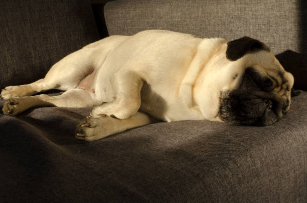 istock Cute small dog breed pug sleeping on sofa 1133369728