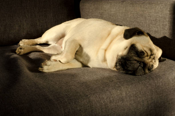 istock Cute small dog breed pug sleeping on sofa 1133369736