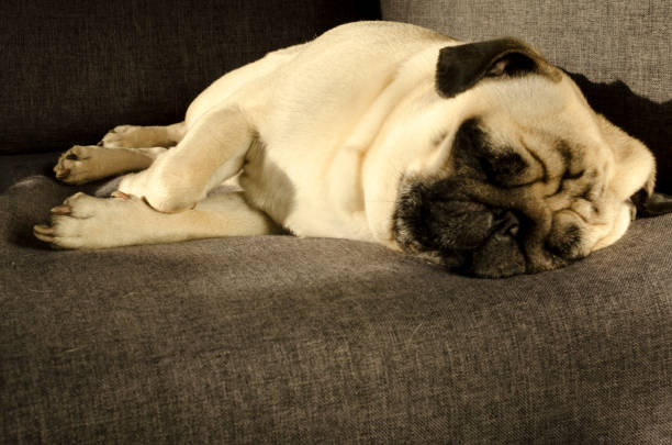istock Cute small dog breed pug sleeping on sofa 1133369737