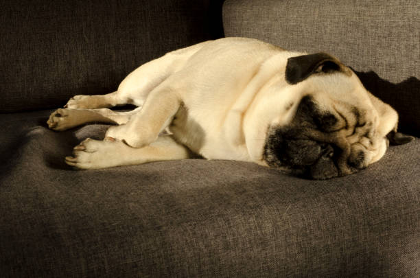 istock Cute small dog breed pug sleeping on sofa 1133369738