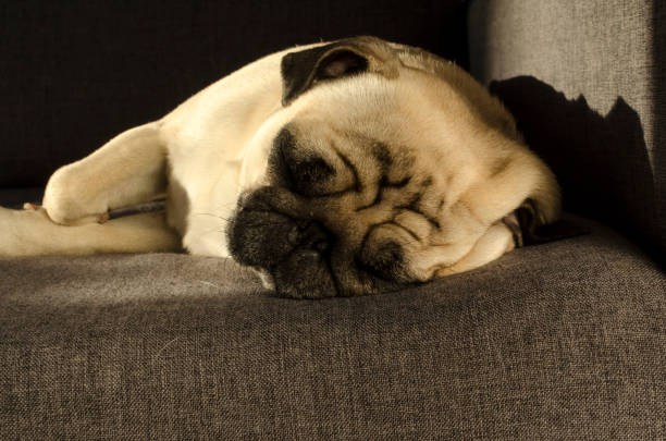 istock Cute small dog breed pug sleeping on sofa 1133369754