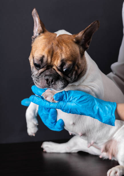 istock dog at the vet reception 1133369755