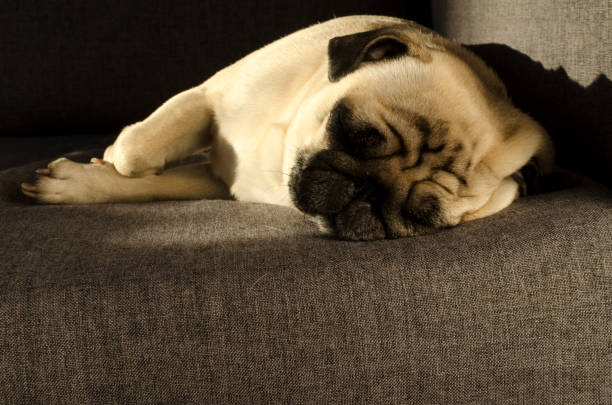 istock Cute small dog breed pug sleeping on sofa 1133369758