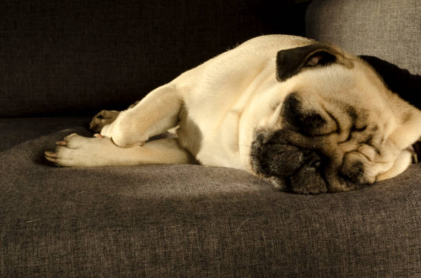 istock Cute small dog breed pug sleeping on sofa 1133369759