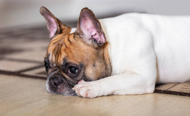 istock french bulldog breed 1133369772