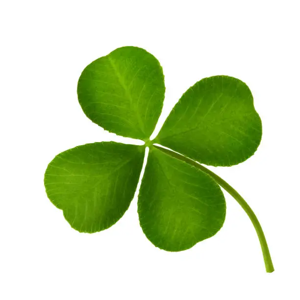 Clover leaf four-leaf isolated on white background close-up.